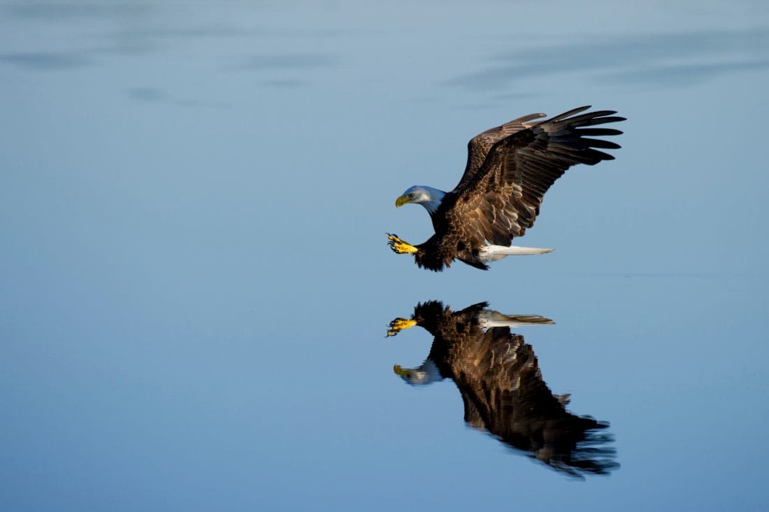 example image of eagle in flight using a fast shutter speed