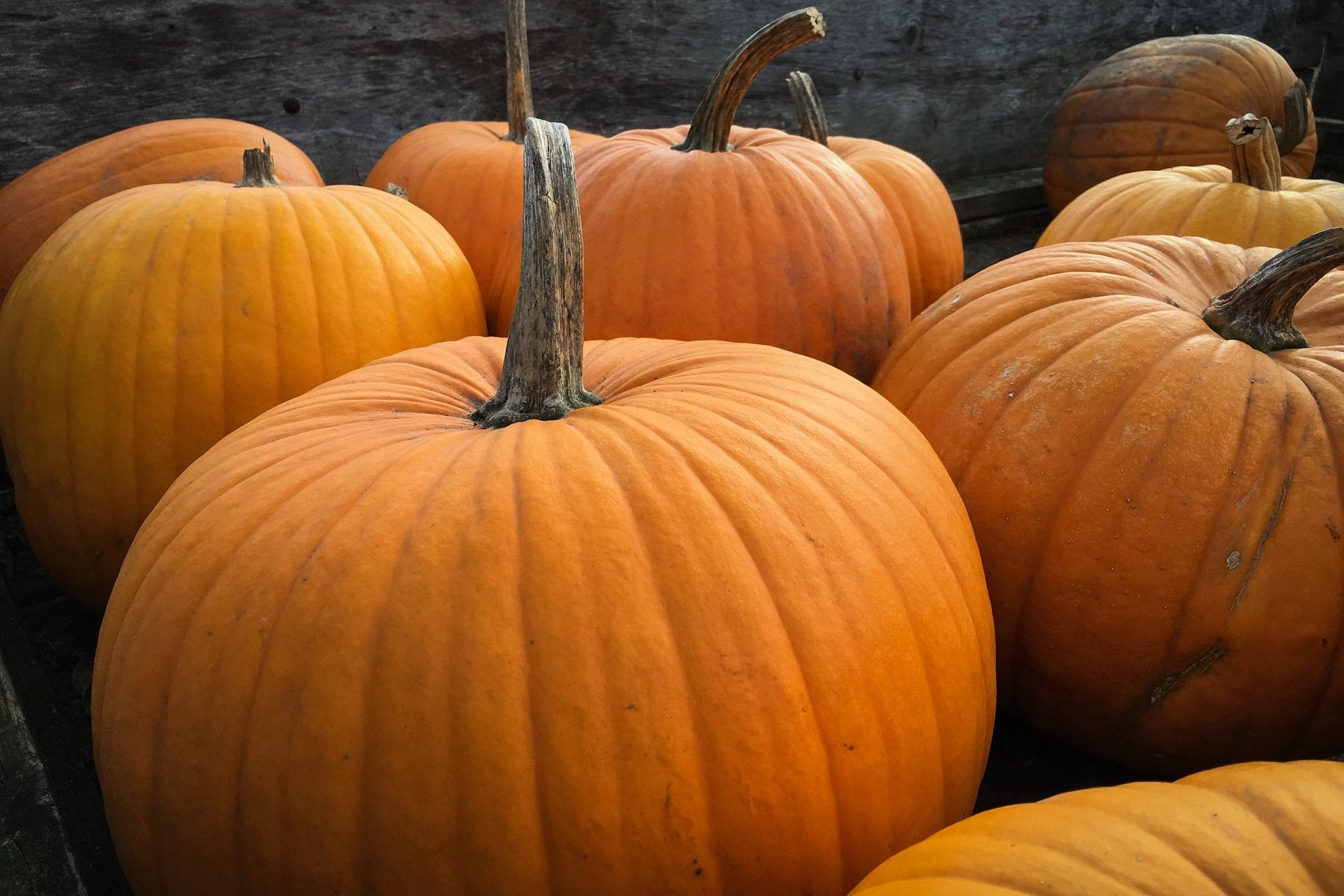 a nice image of some pumpkins around halloween time