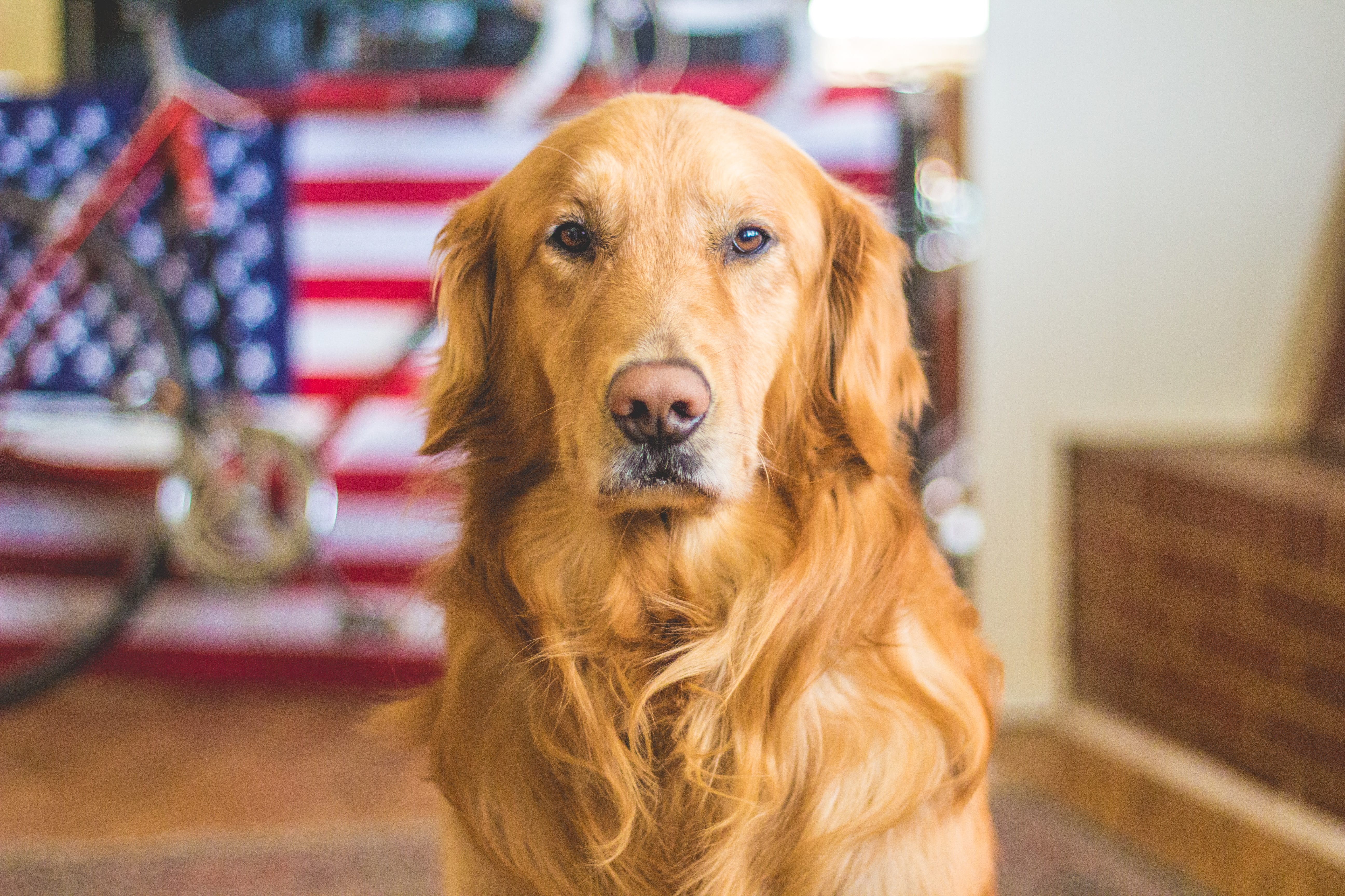 image of a dog in front of an american flag for an article about depth of field camera settings