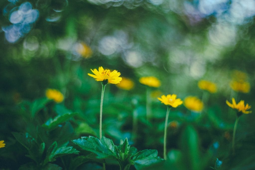 image of a yellow flower with shallow depth of field and a mostly green out of focus background with bokeh