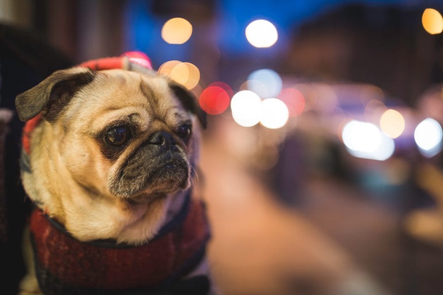 image of a pug dog with bokeh behind him and street lights