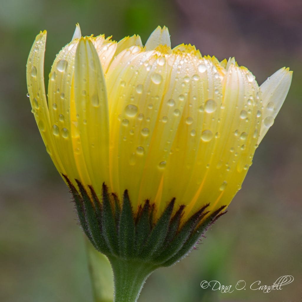 Image of a yellow flower with rain droplets on it that appears to be glowing from the inside