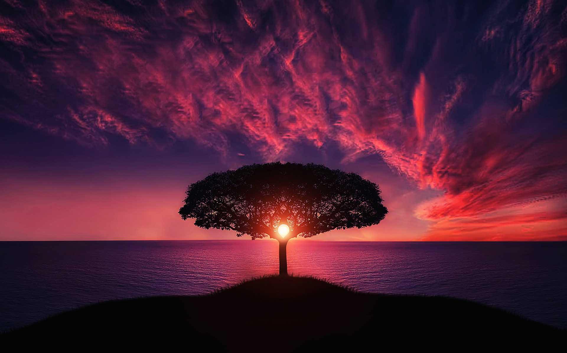 Cover image of a tree with the sun behind it and a sunset for article on creative nature photography