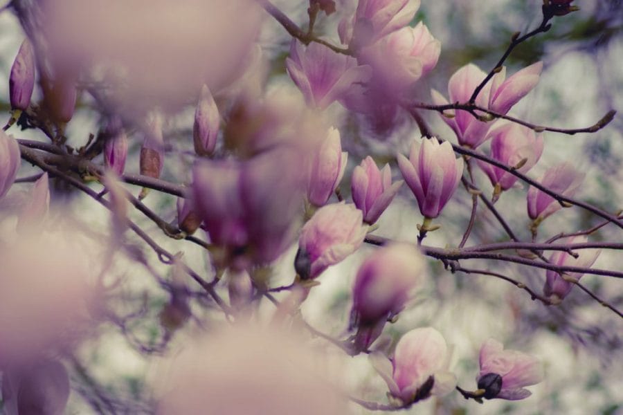 Photo of pink flowers on a tree with shallow depth of field