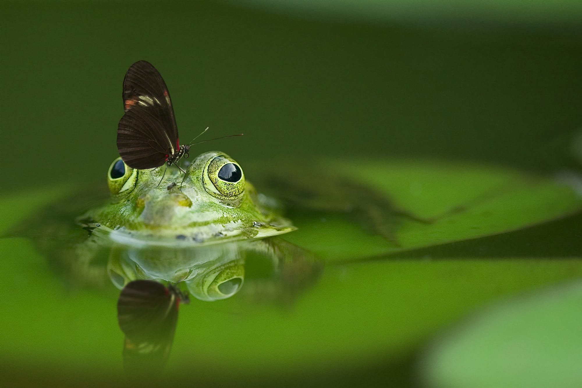 An example of creative nature photography; a frog sticking out of a pond on a lily pad with a butterfly on it