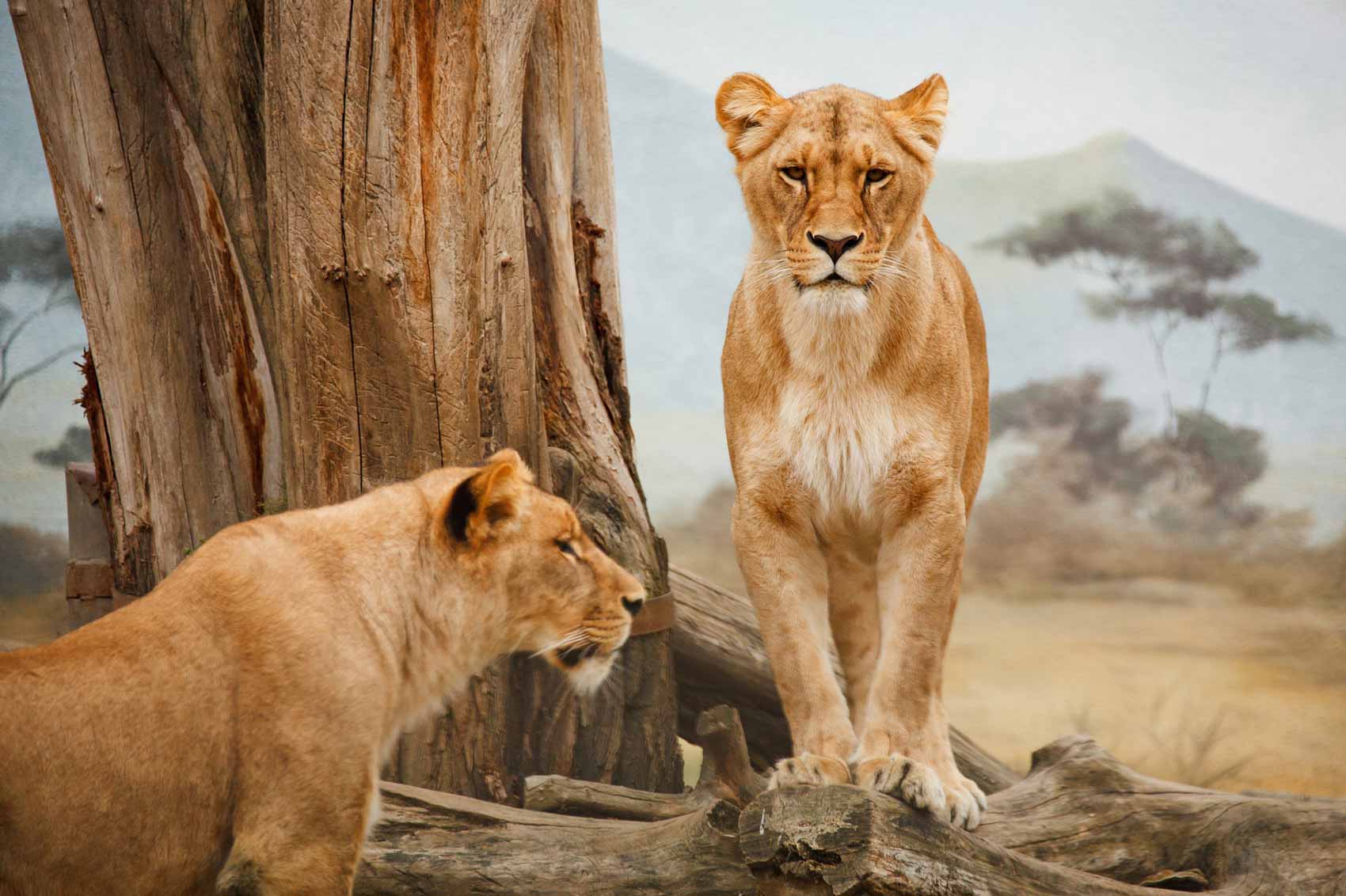 Image of two lions next to a tree