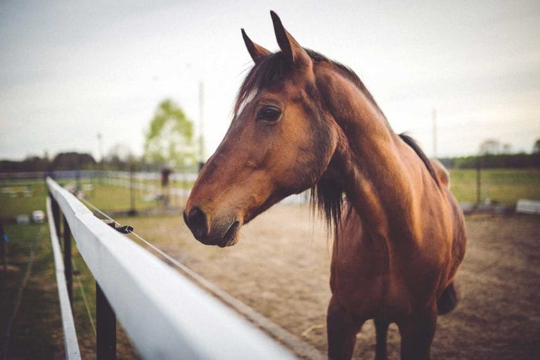 88 Horse Photography Hashtags to Gallop Towards a Bigger Audience