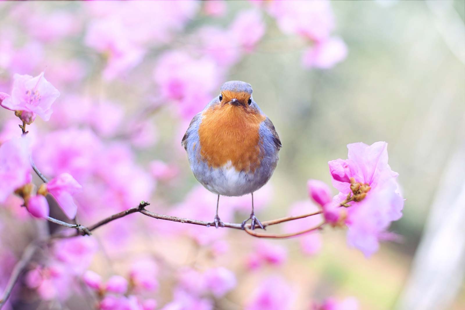 Image of a fat orange bird on a branch in front of pink blossoms
