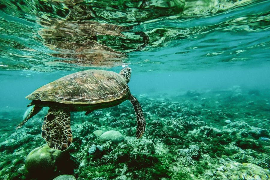 Wildlife photography image of a large sea turtle swimming in the ocean