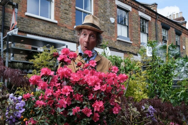 Street photo of a man with surprised expression peeking out over a pink flower bush